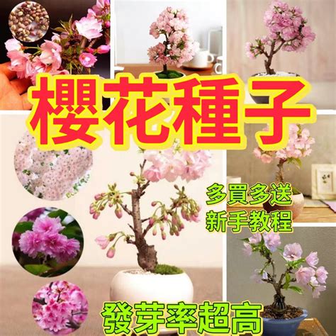 櫻花種植盆栽|櫻花樹盆栽的許多問題